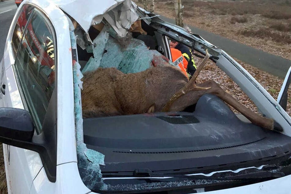 Der 42 Jahre alte Fahrer des Wagens, der von dem 250 Kilogramm schweren Tier begraben wurde, erlitt bei dem Unfall schwere Kopfverletzungen.