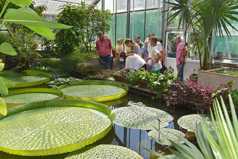 Von wegen langweilige Pflanzen! Im Botanischen Garten der TU Dresden können Besucher allerlei über die Flora des Planeten lernen. (Archivbild)