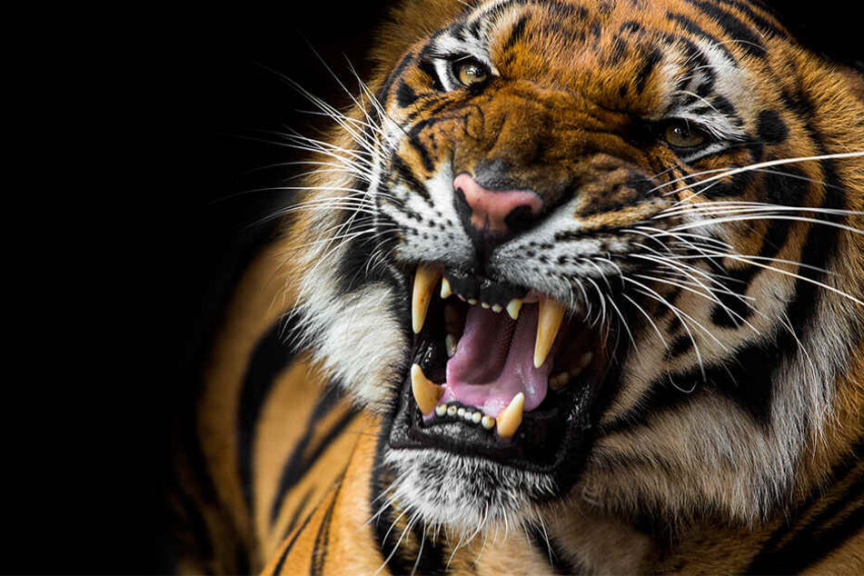 Der Tiger verwundete die Frau tödlich.