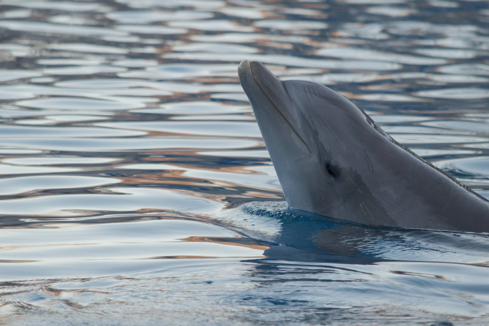 Aufnahmen aus dem Netz zeigen eine trauernde Delfin-Mutter, die um ihr totes Junges schwimmt. (Symbolbild)