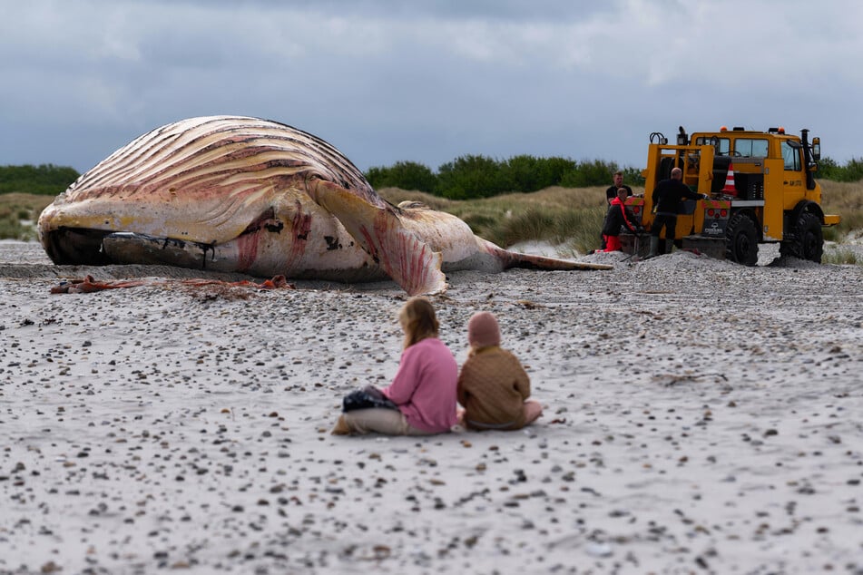 Der Kadaver des Buckelwals liegt nun am Strand der dänischen Insel Anholt, nächste Woche soll die Obduktion beginnen.