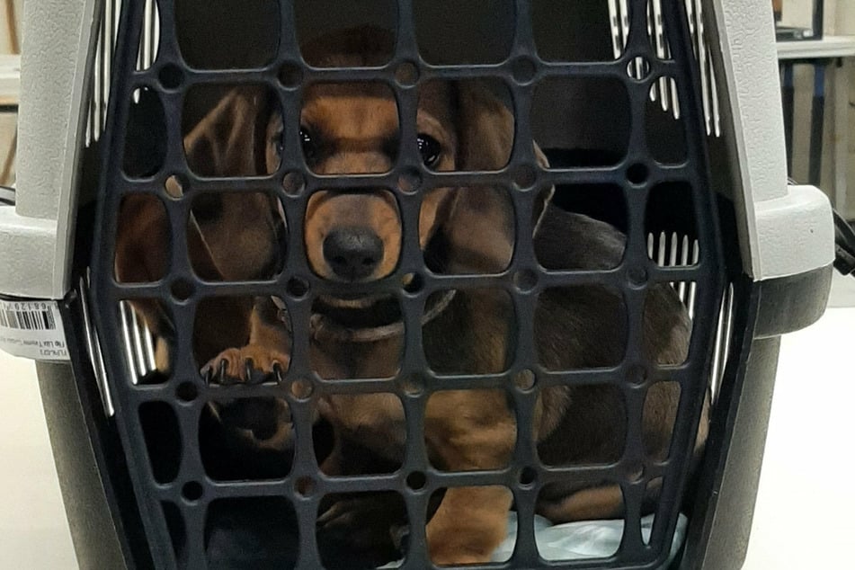 Im Fahrgastraum eines Transporters waren die drei jungen Hunde in entsprechenden Boxen untergebracht.