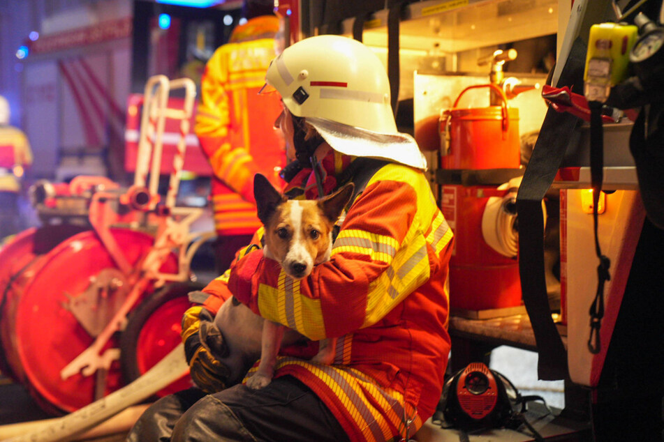 Ein Feuerwehrmann hält einen geretteten Hund in den Armen.