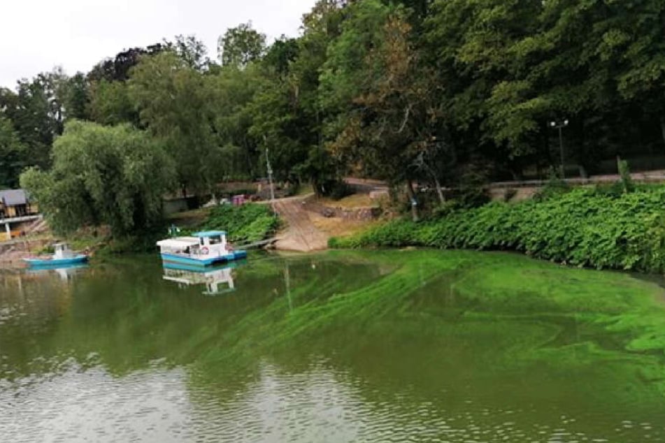 Das Wasser ist durchsetzt von grünen Fäden.