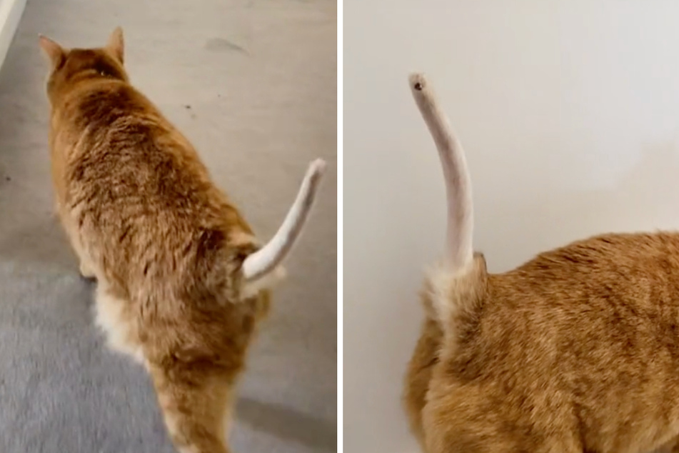 Laura said her cat's tail made her "uncomfortable" in a new viral video.