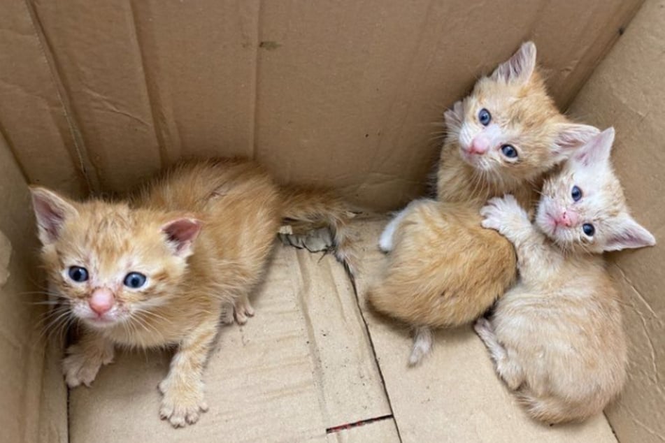 Ein Fußgänger fand die Katzen in einem Karton und rettete ihnen so das Leben.