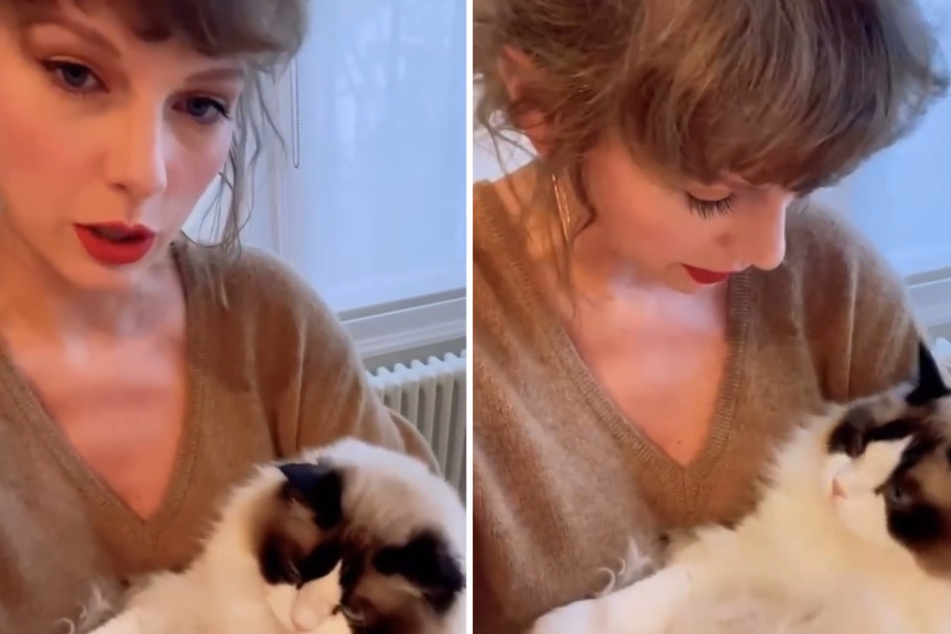 Taylor Swift is a proud cat mom herself, so she likely wouldn't approve of how her song is being used on TikTok.