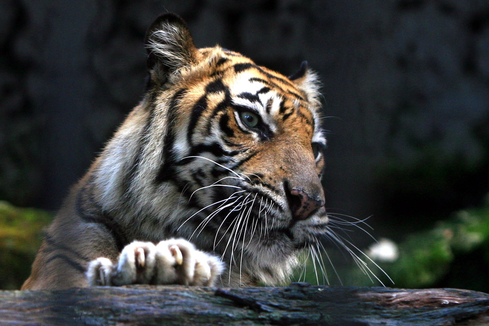 Ein Sumatra-Tiger in seinem Geheges im Zoo. (Symbolbild)
