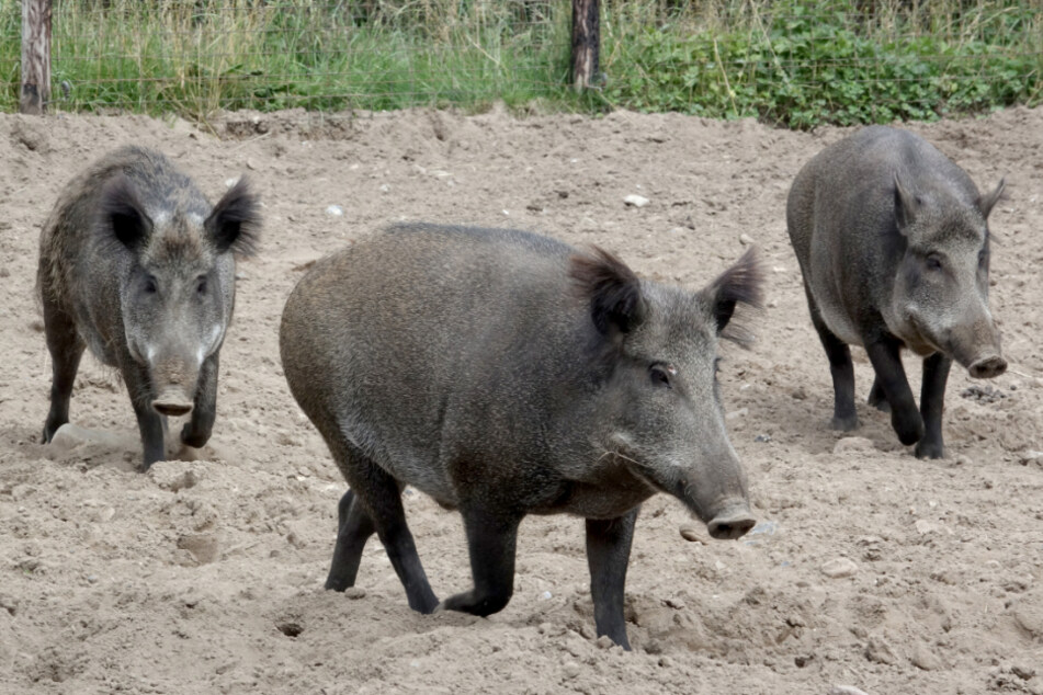 Auch Wildschweine sind vor der Afrikanischen Schweinepest nicht sicher.
