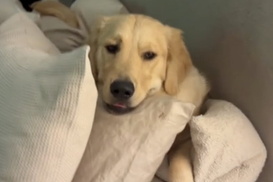 There was no need for Brody's owner to warm up afterwards: the dog simply claimed her bed.