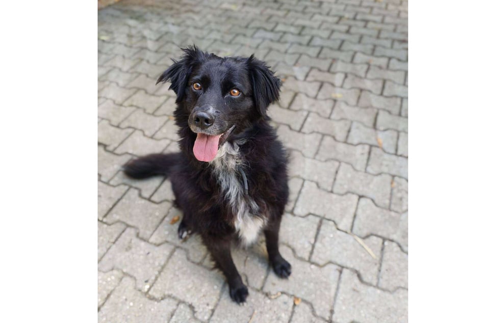Majka kann es kaum erwarten, endlich aus dem Tierheim herauszukommen.