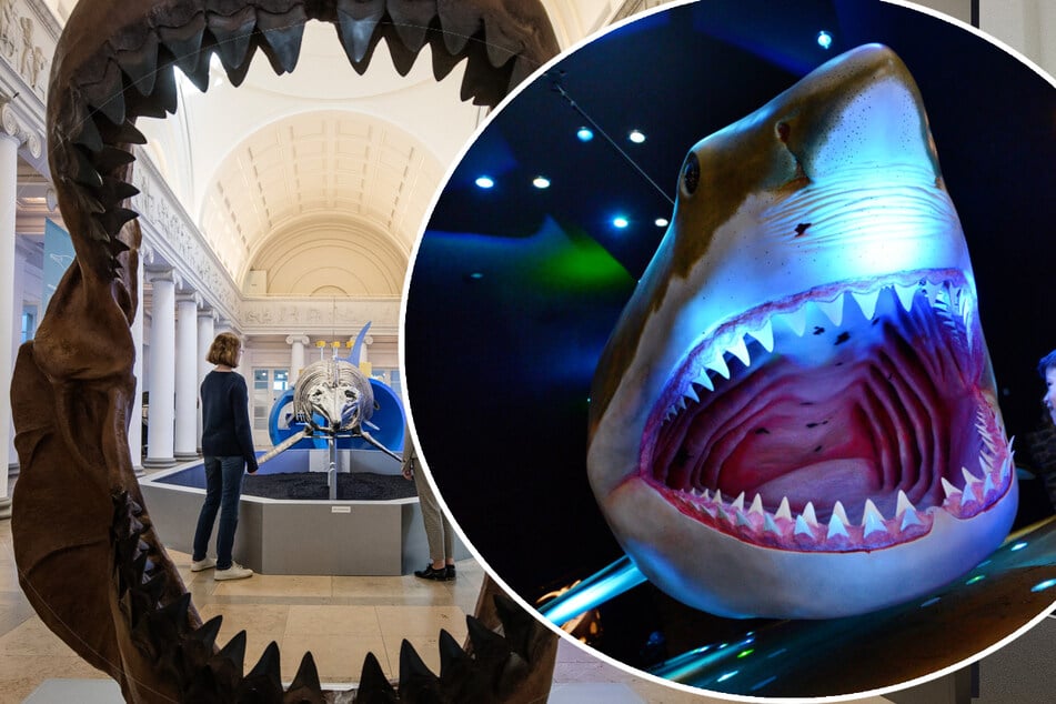 Frankfurt: Neue Erkenntnisse zum Hai-Giganten: Das fraß Wal-Killer Megalodon wirklich