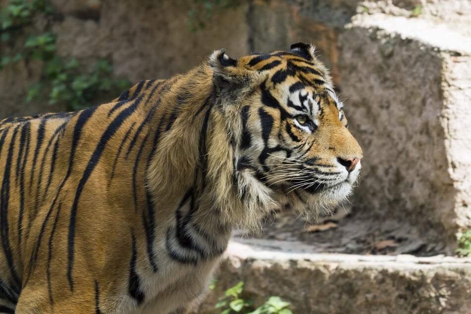 Der Tiger blieb unverletzt. (Symbolfoto)