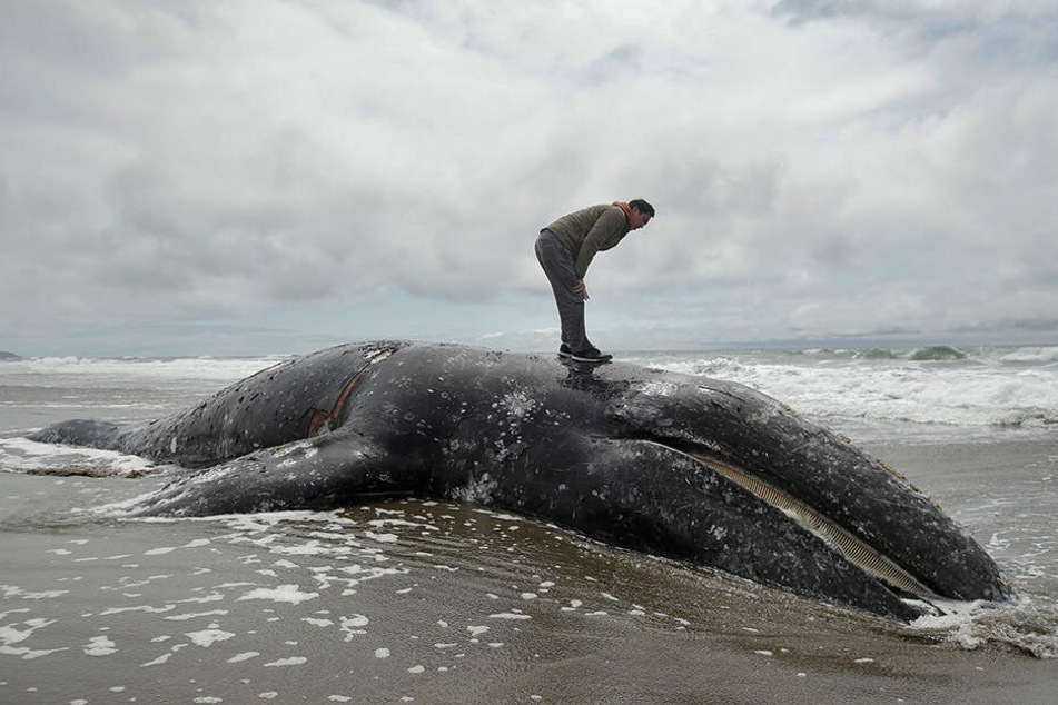 Ein Mann steht auf dem angeschwemmten Kadaver eines Grauwals am Ocean Beach.