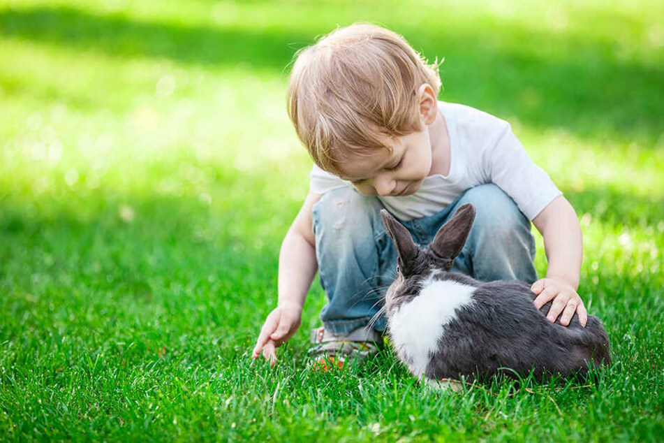 Kinder lieben Kaninchen. Aber die Tiere sollten keinesfalls als Geschenk, etwa zu Ostern, dienen.