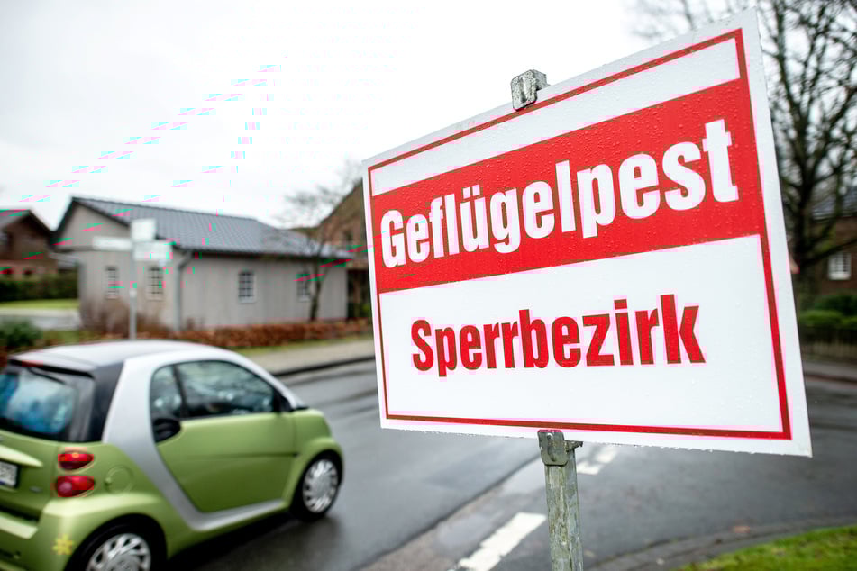 Ein Schild mit der Aufschrift "Geflügelpest Sperrbezirk" steht an einer Straße. Alle 300 Vögel des betroffenen Betriebs wurden getötet, das Gebäude gereinigt und desinfiziert.