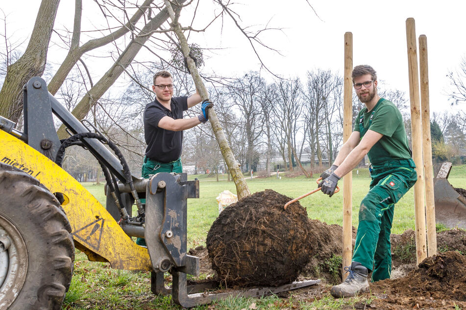 Die Landschaftsgärtner Eric Wirth (26, l.) und Sebastian Fränzel (22) pflanzen zum Frühlingsanfang eine neue Stieleiche.
