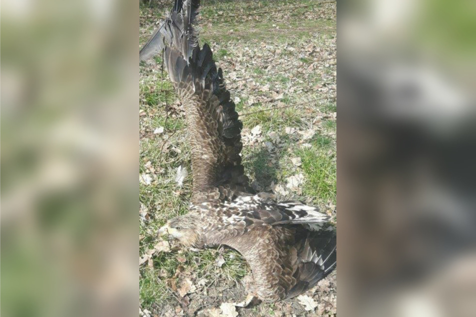 Der mächtige Seeadler hat sich in einem Wildzaun verfangen.