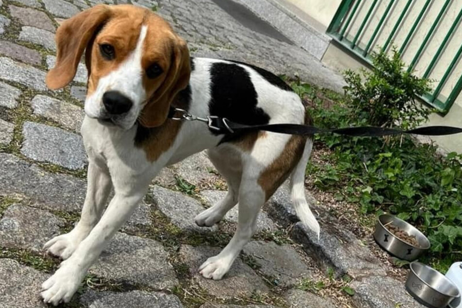 Diese arme Beagle-Hündin wurde im Damenklo ausgesetzt.