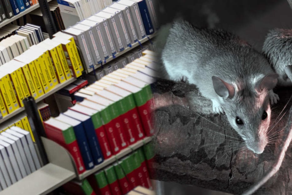 Igitt! Ratten zerstören Tausende Bücher in Unibibliothek!
