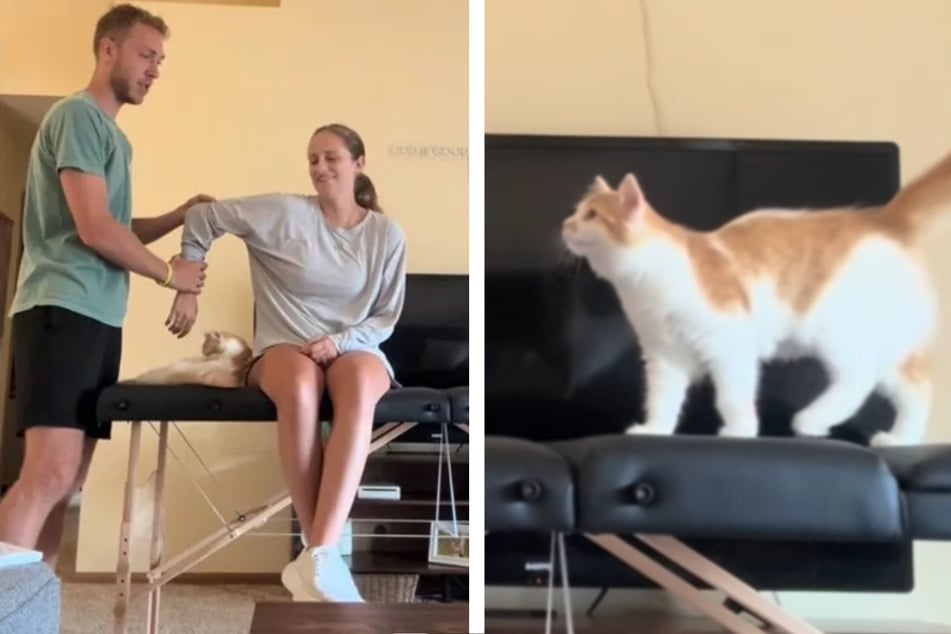 Nathan und Kayla nahmen ein wichtiges Video für die Arbeit auf, als es sich ihre Katze anders überlegte.