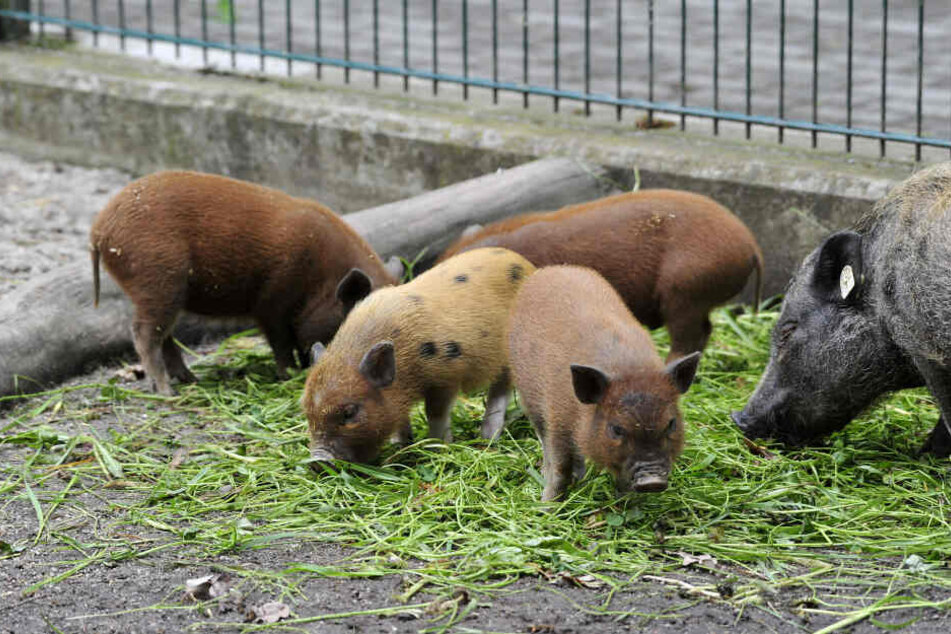 Im Chemnitzer Tierpark gab's bei den Mini-Schweinen Nachwuchs.