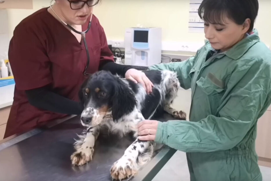 Die Tierärztin checkte den Vierbeiner durch.