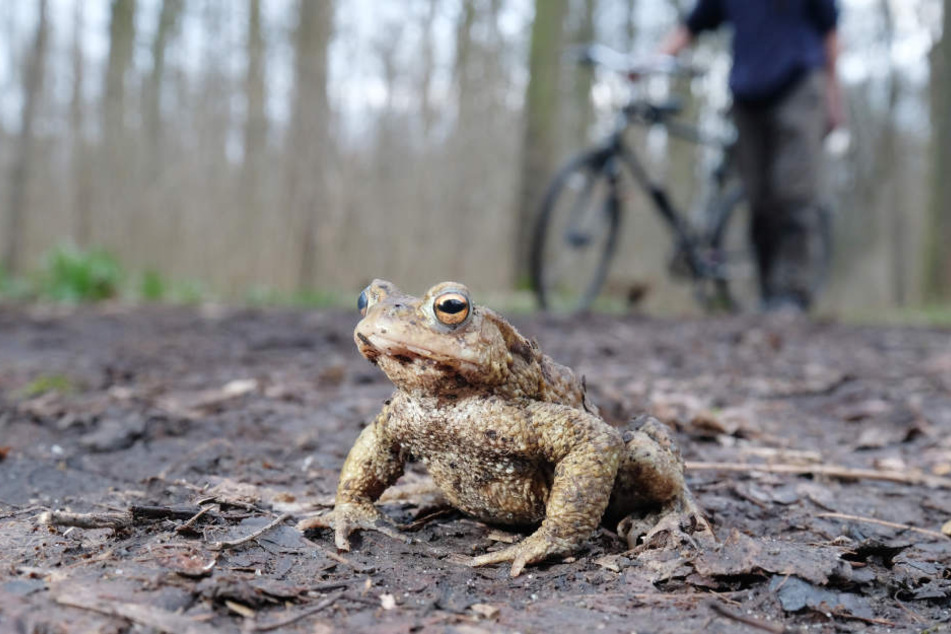 insgesamt gibt es in Dresden und Umgebung 3,3 Kilometer lang Kröten-Schutzzäune.