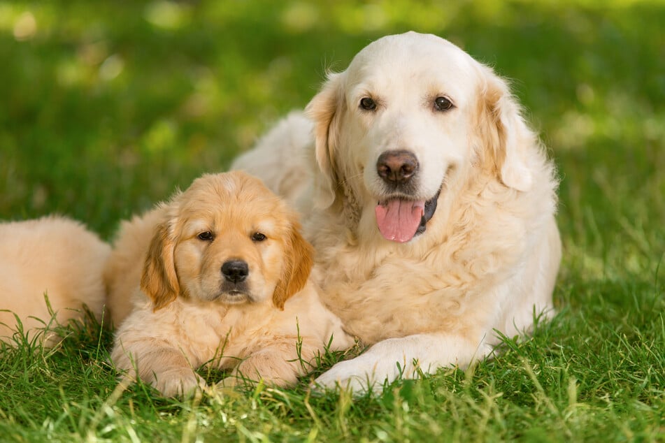 Der Golden Retriever gehört zu den beliebtesten Familienhunden.