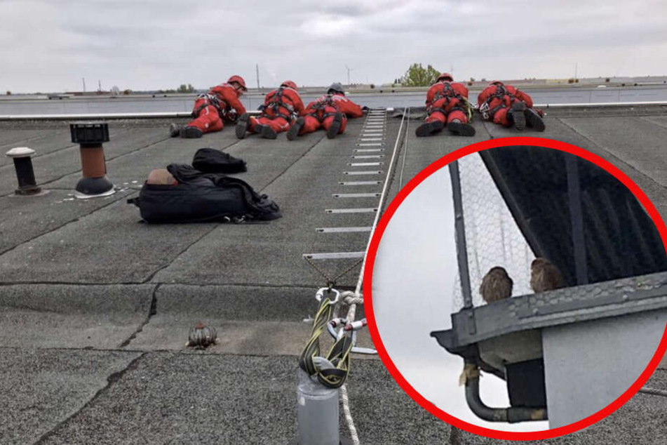 Die Kameraden der Höhenrettung befreiten die beiden kleinen Turmfalken.