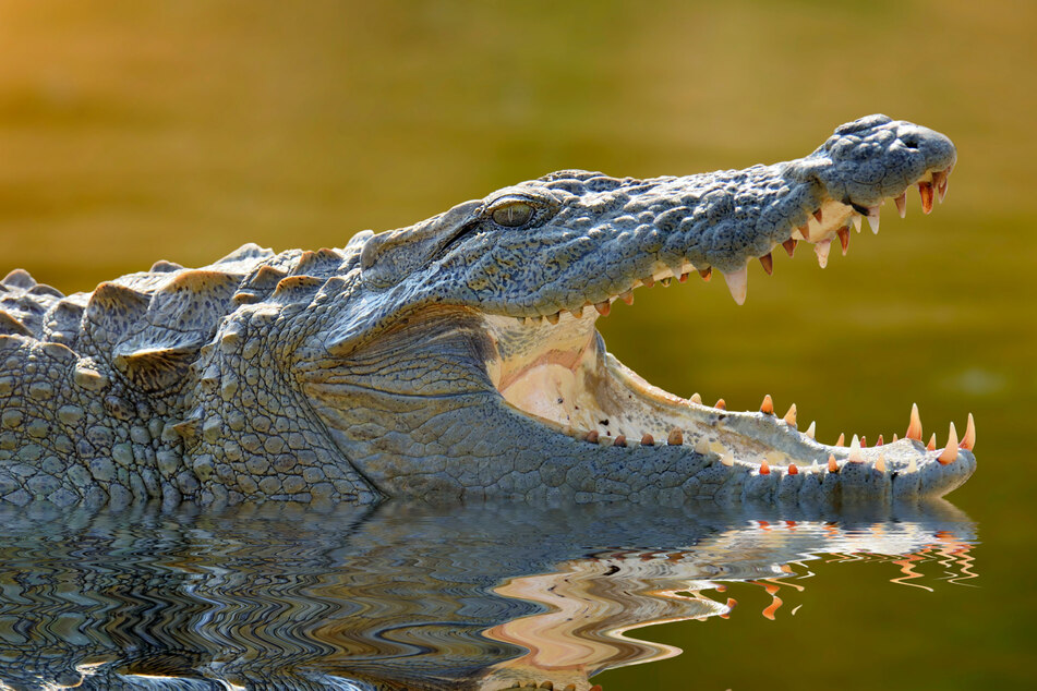 In der Region leben viele Krokodile. Zwei von ihnen werden verdächtigt, den 65-jährigen Angler gefressen zu haben. (Symbolbild)