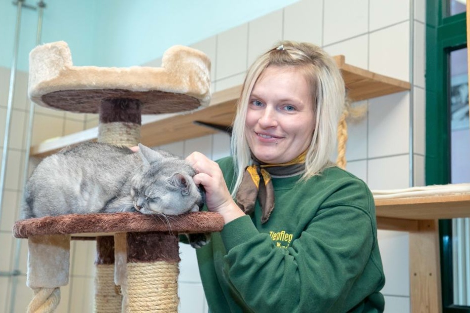 Die Mieze ist noch zu haben: Europäisch Kurzhaar Gombi (13) mit Tierpflegerin Madlen Wunderlich (33).