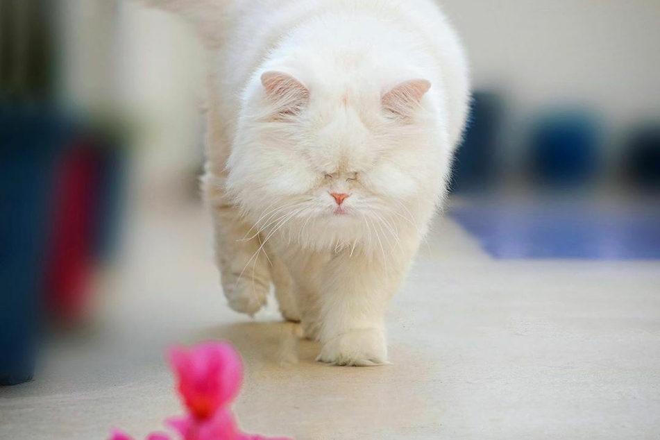 Inzwischen meistert die Katze trotz Handicap ihren Alltag problemlos.