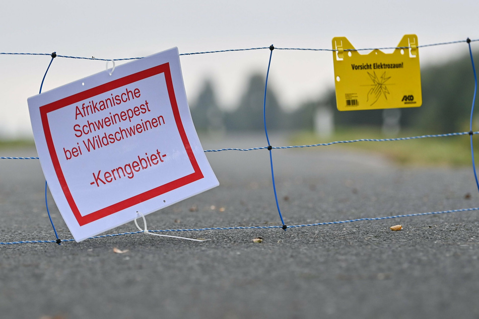 Die Afrikanische Schweinepest hat nun auch Sachsen erreicht (Symbolbild).