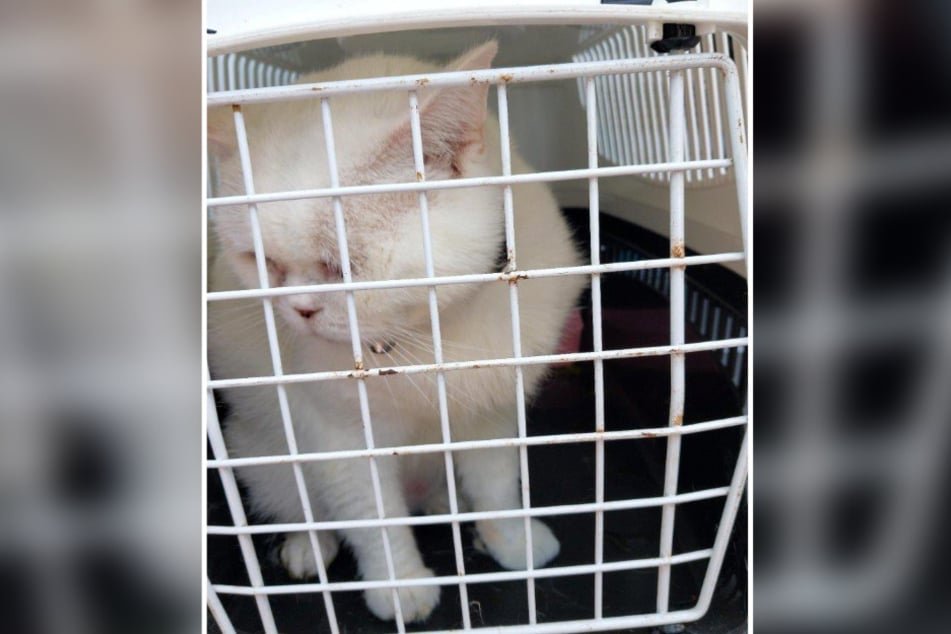 Die Polizei entdeckte insgesamt drei Katzen im Auto.