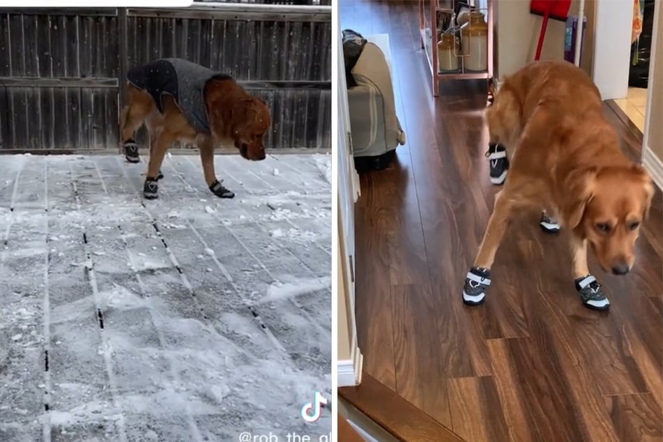Frau zieht ihrem Hund Schuhe an: Seine Reaktion sorgt für unzählige Lacher!