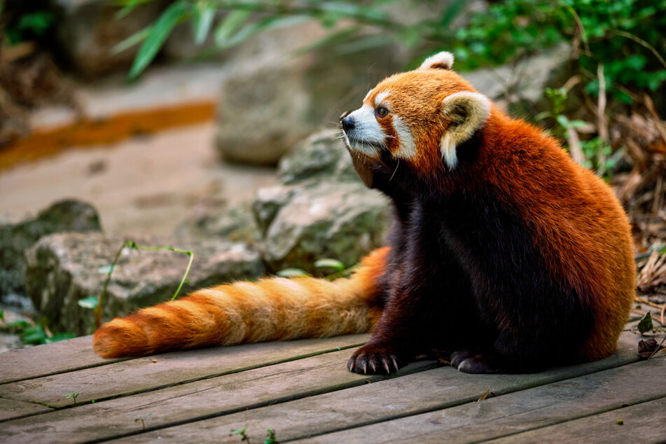 Im Hoyerswerdaer Zoo sollen mehrere Gehegekomplexe erneuert werden - auch die für die Roten Pandas.