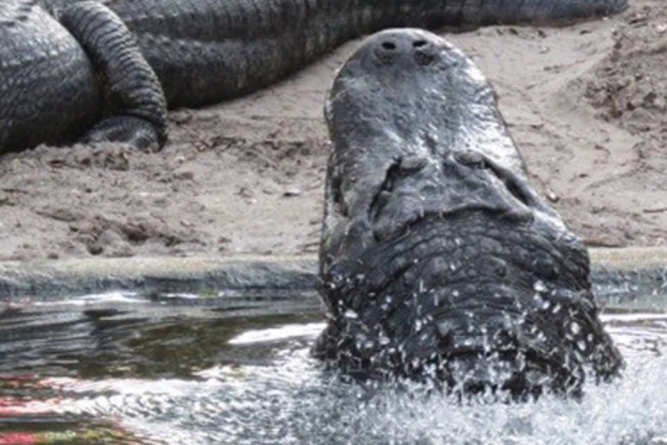 Verfrühte Paarungszeit: Geile Alligatoren überrennen Florida!