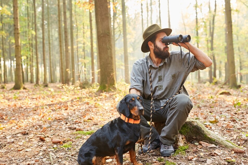 Bracken sind ideale Hunderassen für Jäger.