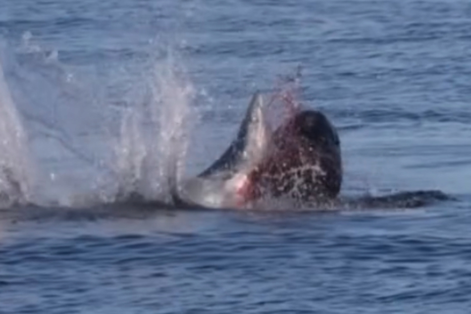 Der Seelöwe reißt die Kehle des Hais heraus.