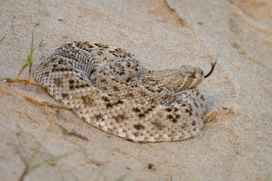 Western diamondback rattlesnakes can be identified by their distinctive triangular heads.