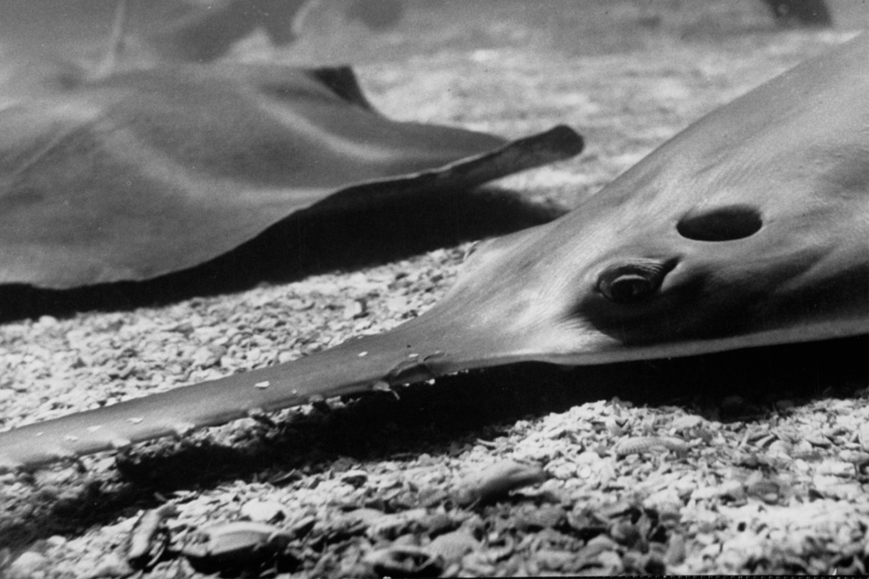Floridian authorities launch emergency response to sawfish crisis