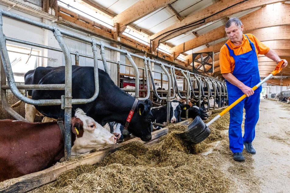 Die Kühe finden draußen kaum noch etwas zu fressen: Landwirt Rolf Seyffert muss die Tiere im Stall füttern.