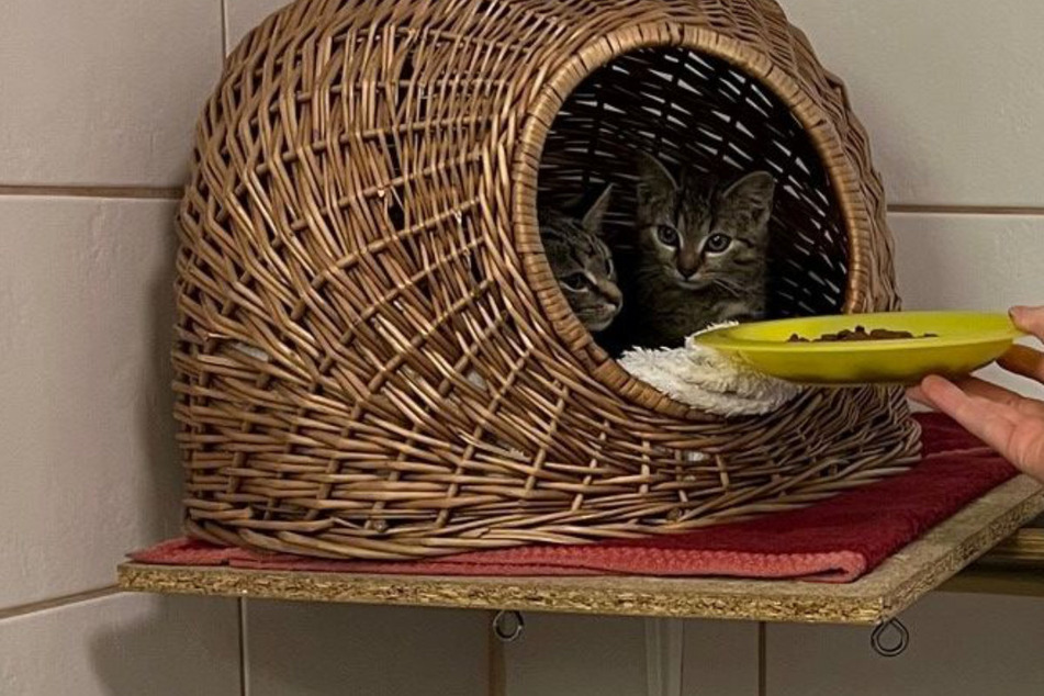München: Geldwäsche für die Katz': Kripo spendet 60 Kilo sichergestelltes Katzenfutter an Tierheim