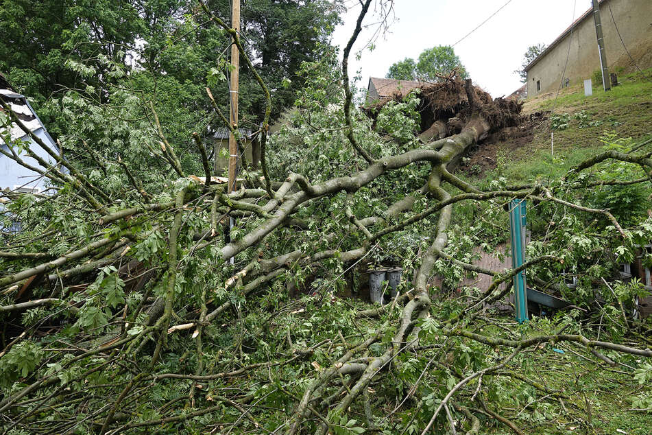 In Chemnitz-Wittgensdorf entwurzelte der Sturm am Freitagnachmittag einen Baum. Dieser fiel auf zwei Personen.