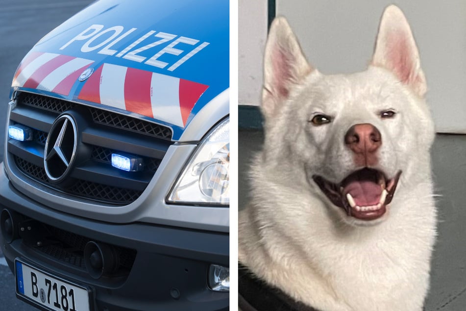 Dieser süße Hund wartet auf dem Abschnitt 31 der Polizei Berlin auf seine Halter.