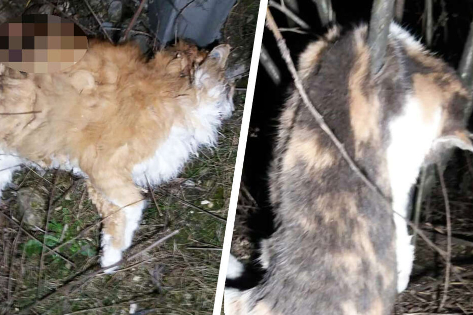 Mehrere Katzen wurden im Freistaat Bayern tot an der Bundesstraße 17 gefunden.