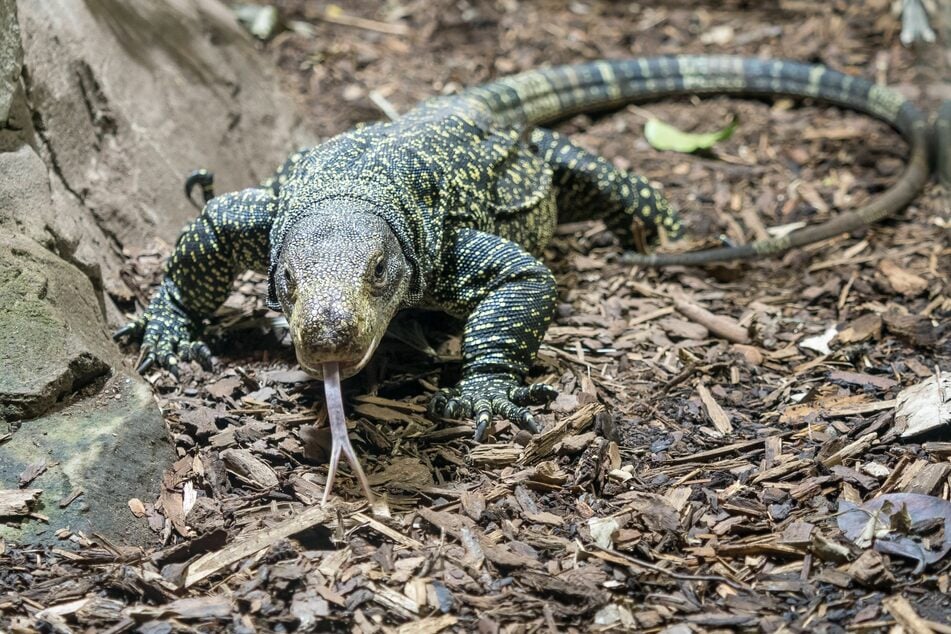Im Leipziger Zoo wohnt ein Papuawaran. (Symbolbild)