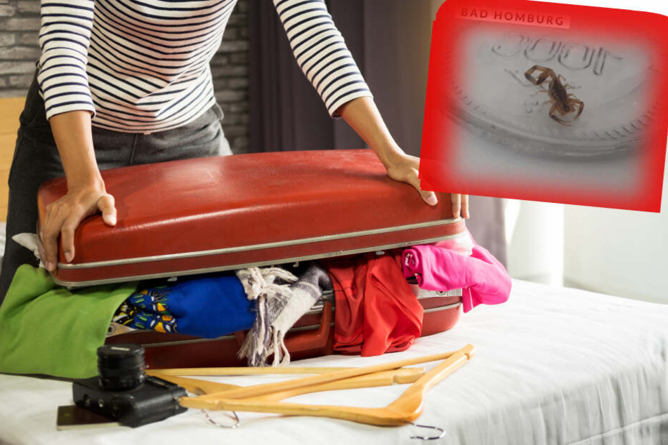 Fotomontage: Ein Skorpion hatte sich als blinder Passagier in den Koffer der Frau geschmuggelt.