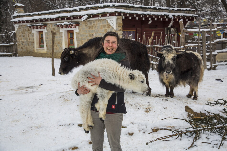 Ina Plath vom Tierpark mit dem Yak-Baby: Es ist gerade mal zwei Wochen alt.